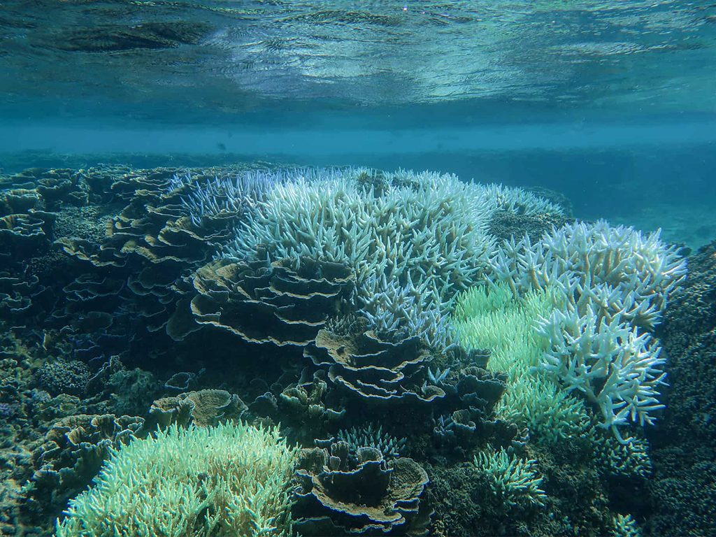 coral-sanctuary-in-sri-lanka