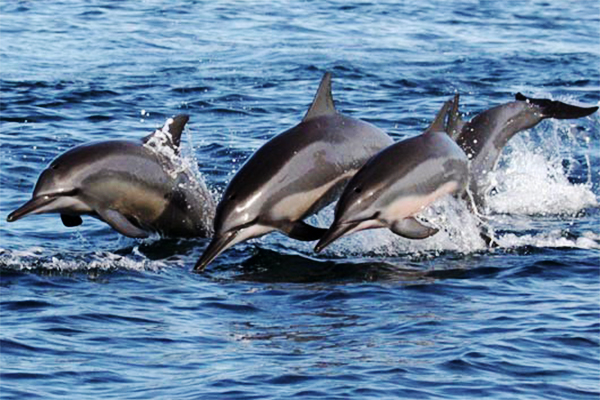 dolphin watching kalpitiya