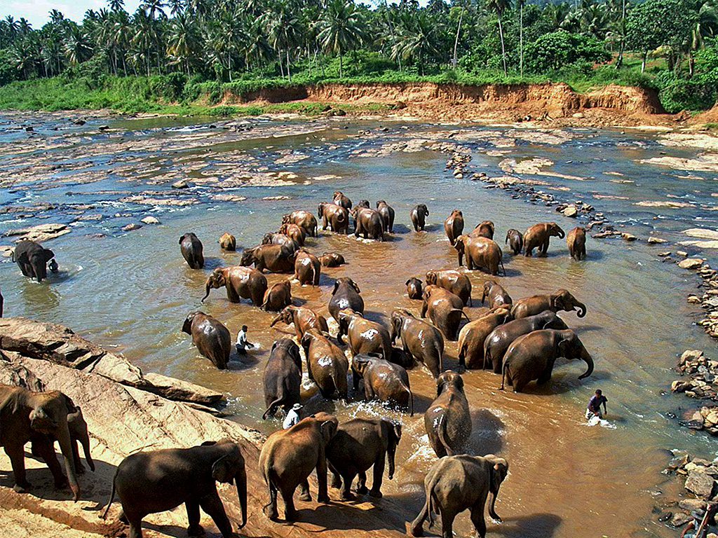 pinnawala elephant orphanage