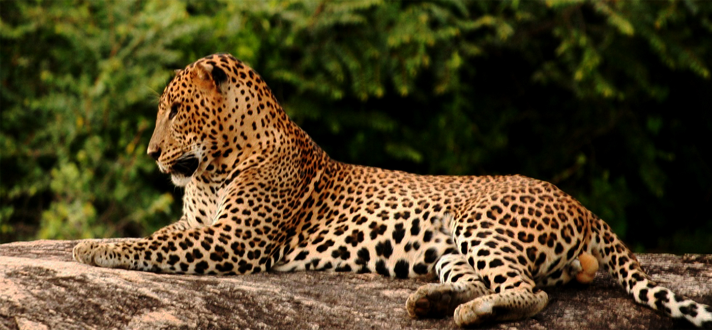 sri lanka wildlife