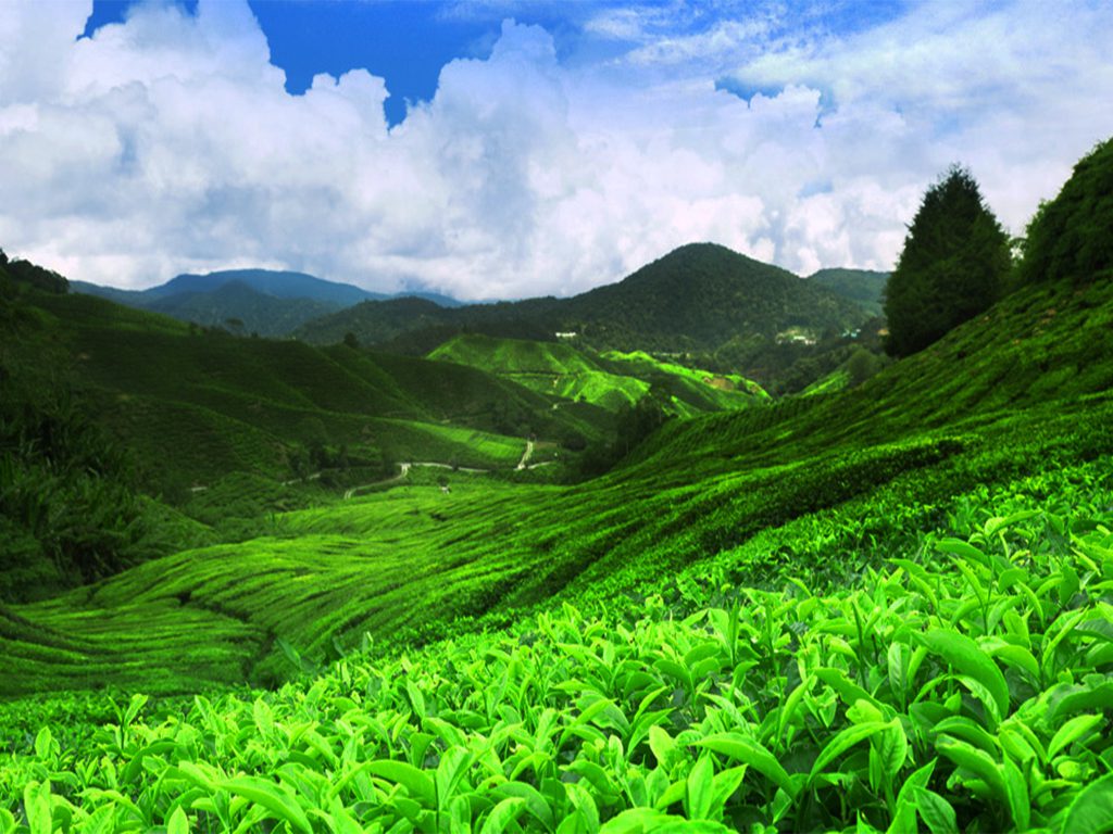 tea estates sri lanka