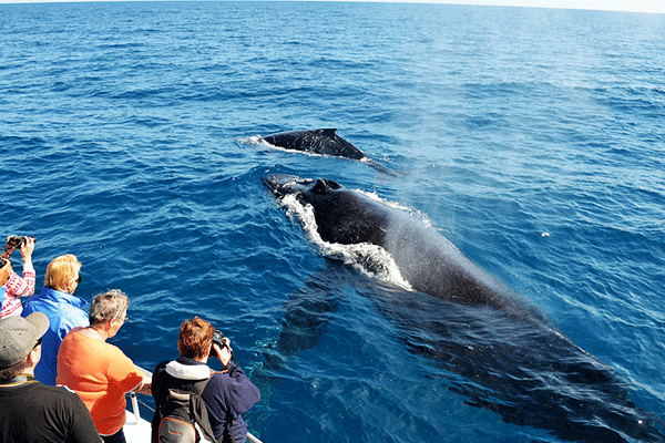 whale watching mirissa sri lanka