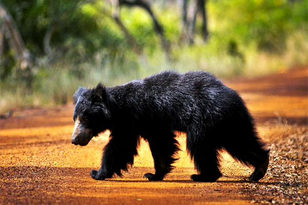 yala national park sri lanka